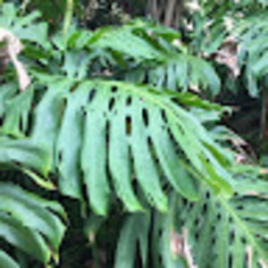 Meet your Posher, Annabel